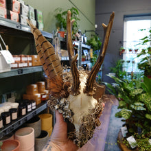 Load image into Gallery viewer, Mounted Deer Skull Display
