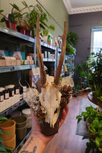 Load image into Gallery viewer, Mounted Deer Skull Display
