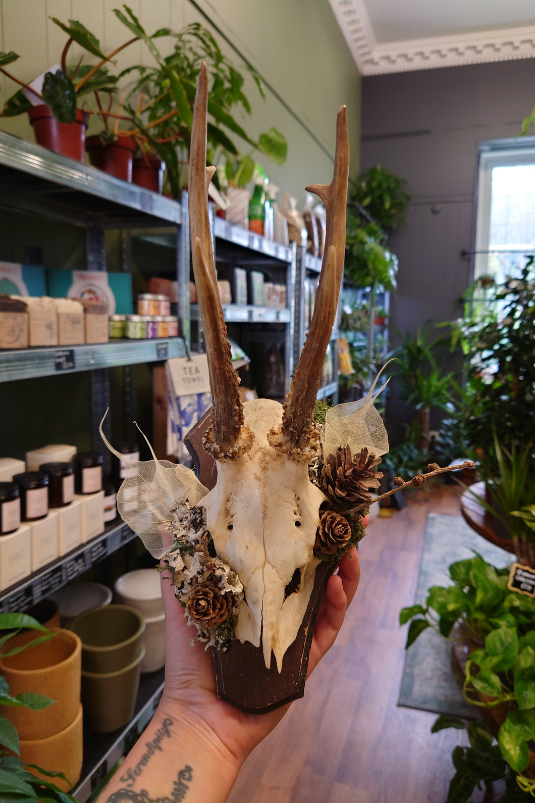 Mounted Deer Skull Display