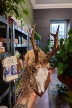 Load image into Gallery viewer, Mounted Deer Skull Display
