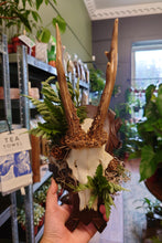 Load image into Gallery viewer, Mounted Deer Skull Display
