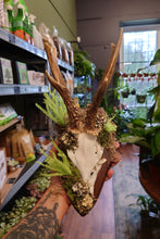 Load image into Gallery viewer, Mounted Deer Skull Display

