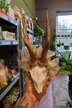 Load image into Gallery viewer, Mounted Deer Skull Display
