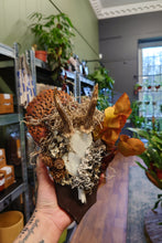 Load image into Gallery viewer, Mounted Deer Skull Display
