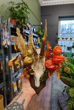 Load image into Gallery viewer, Mounted Deer Skull Display
