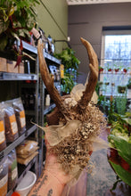 Load image into Gallery viewer, Mounted Deer Skull Display
