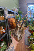 Load image into Gallery viewer, Mounted Deer Skull Display
