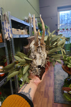 Load image into Gallery viewer, Mounted Deer Skull Display

