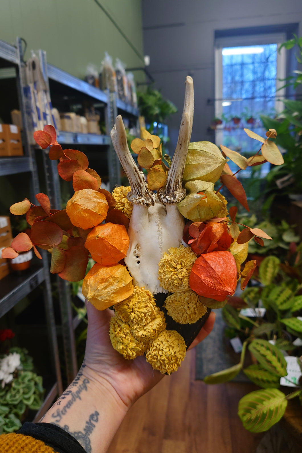 Mounted Deer Skull Display