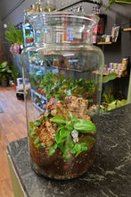 Load image into Gallery viewer, Large Terrarium
