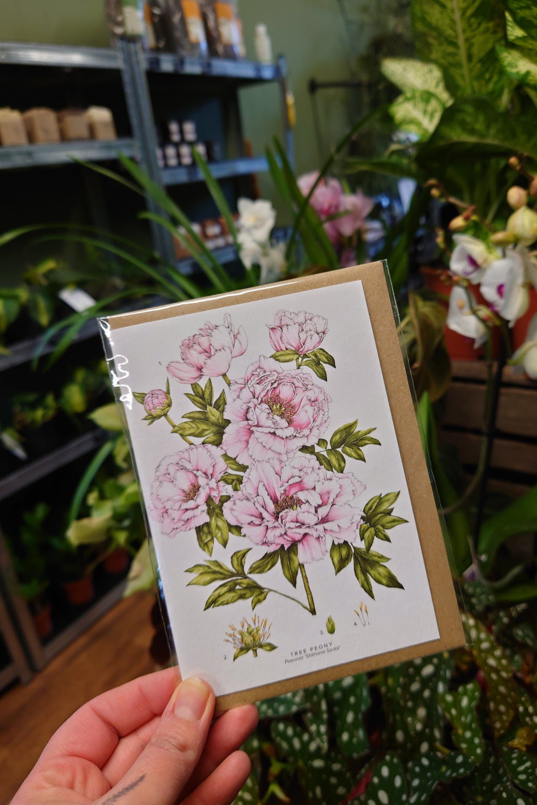 Catherine Lewis Gift Cards