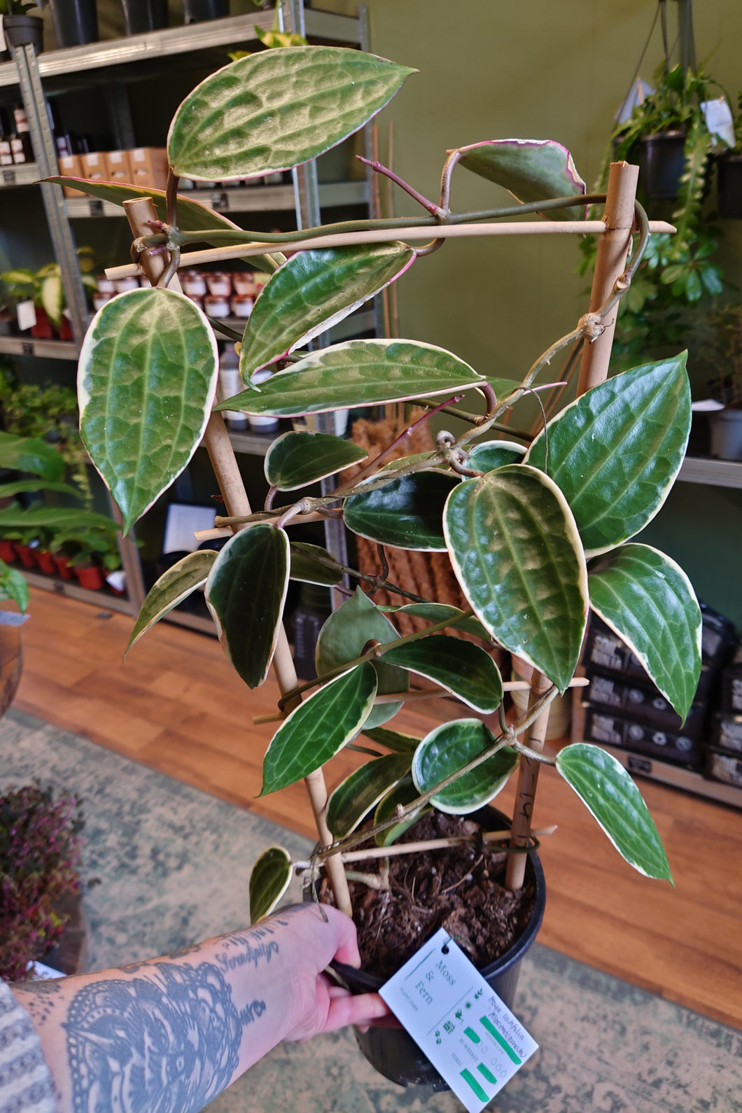 Hoya latifolia (syn. Macrophylla) ‘Albomarginata’ Ø17cm 65cm
