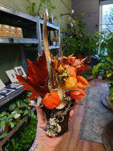 Load image into Gallery viewer, Mounted Deer Skull Display
