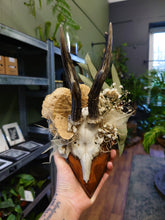 Load image into Gallery viewer, Mounted Deer Skull Display
