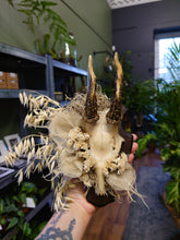 Load image into Gallery viewer, Mounted Deer Skull Display
