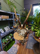 Load image into Gallery viewer, Mounted Deer Skull Display

