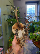 Load image into Gallery viewer, Mounted Deer Skull Display
