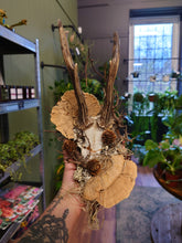 Load image into Gallery viewer, Mounted Deer Skull Display
