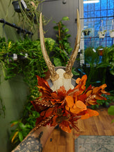 Load image into Gallery viewer, Mounted Deer Skull Display
