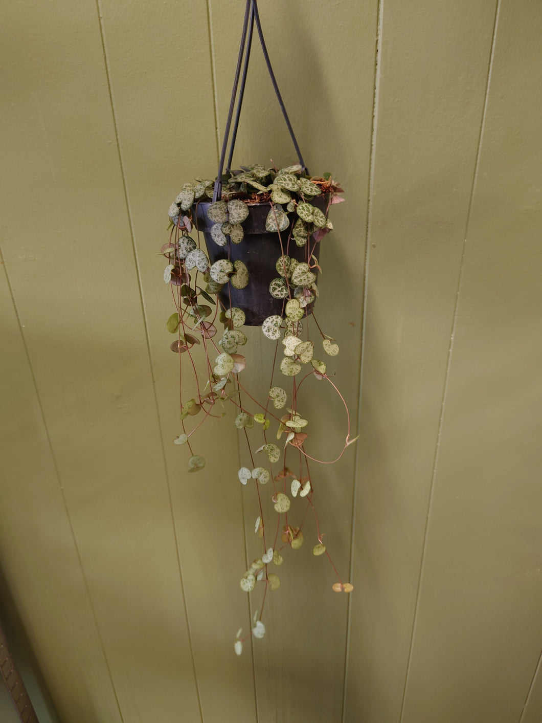 Ceropegia woodii  – String of Hearts Ø12cm 40cm