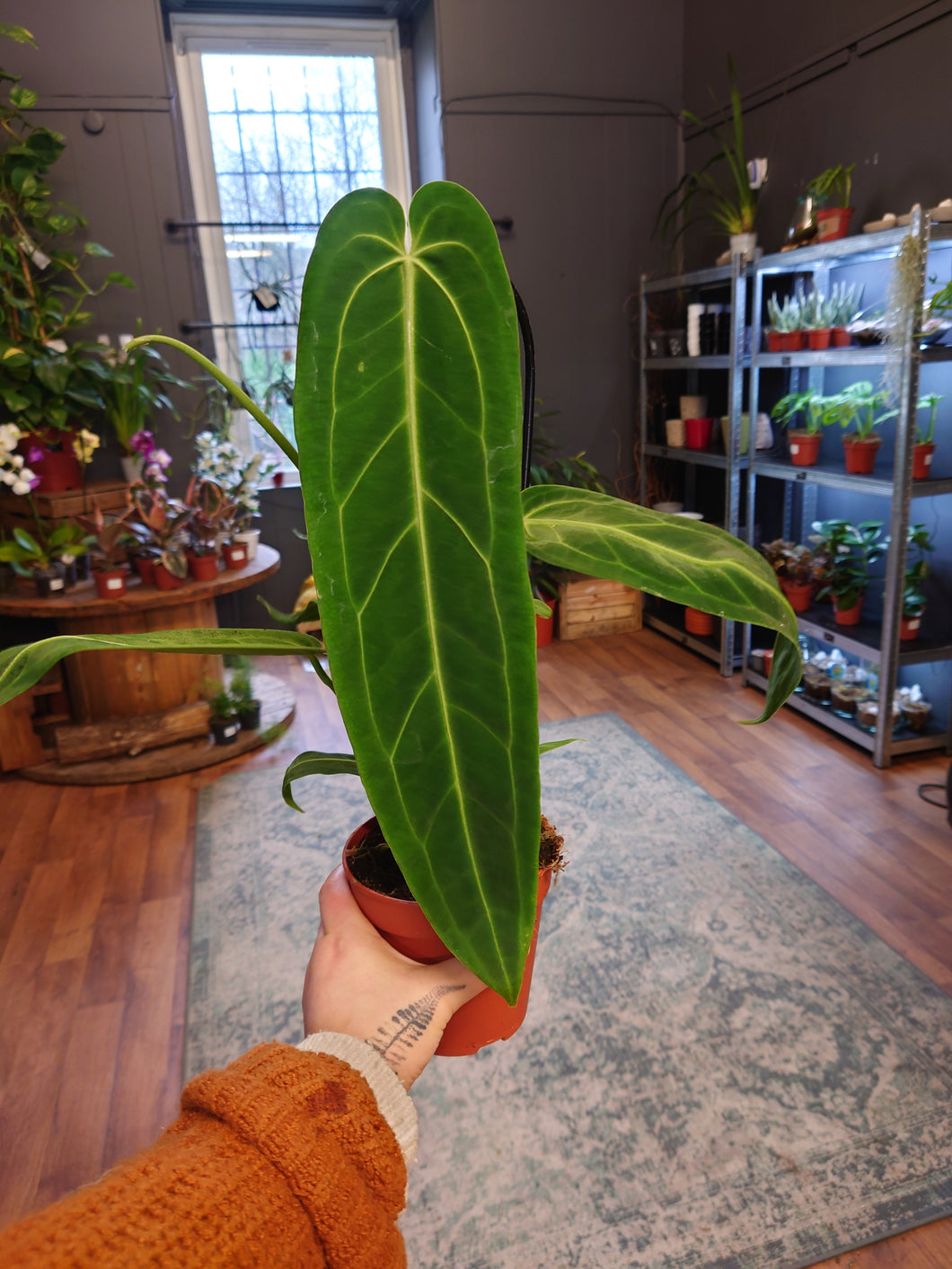 Anthurium warocqueanum Ø12cm 50cm