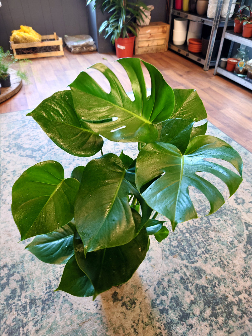 Monstera deliciosa – Swiss Cheese Plant Ø21cm 70cm