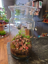 Load image into Gallery viewer, Medium Terrarium #3
