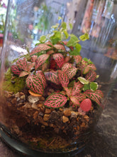 Load image into Gallery viewer, Medium Terrarium #3
