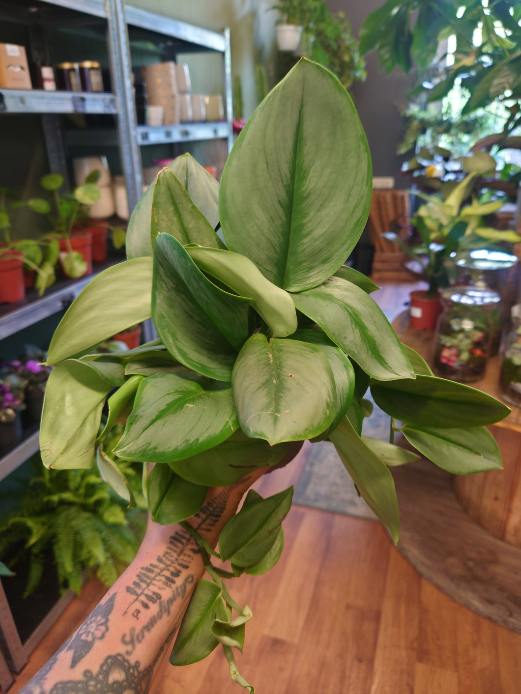 Scindapsus Treubii “Moonlight”  Ø12cm 20cm