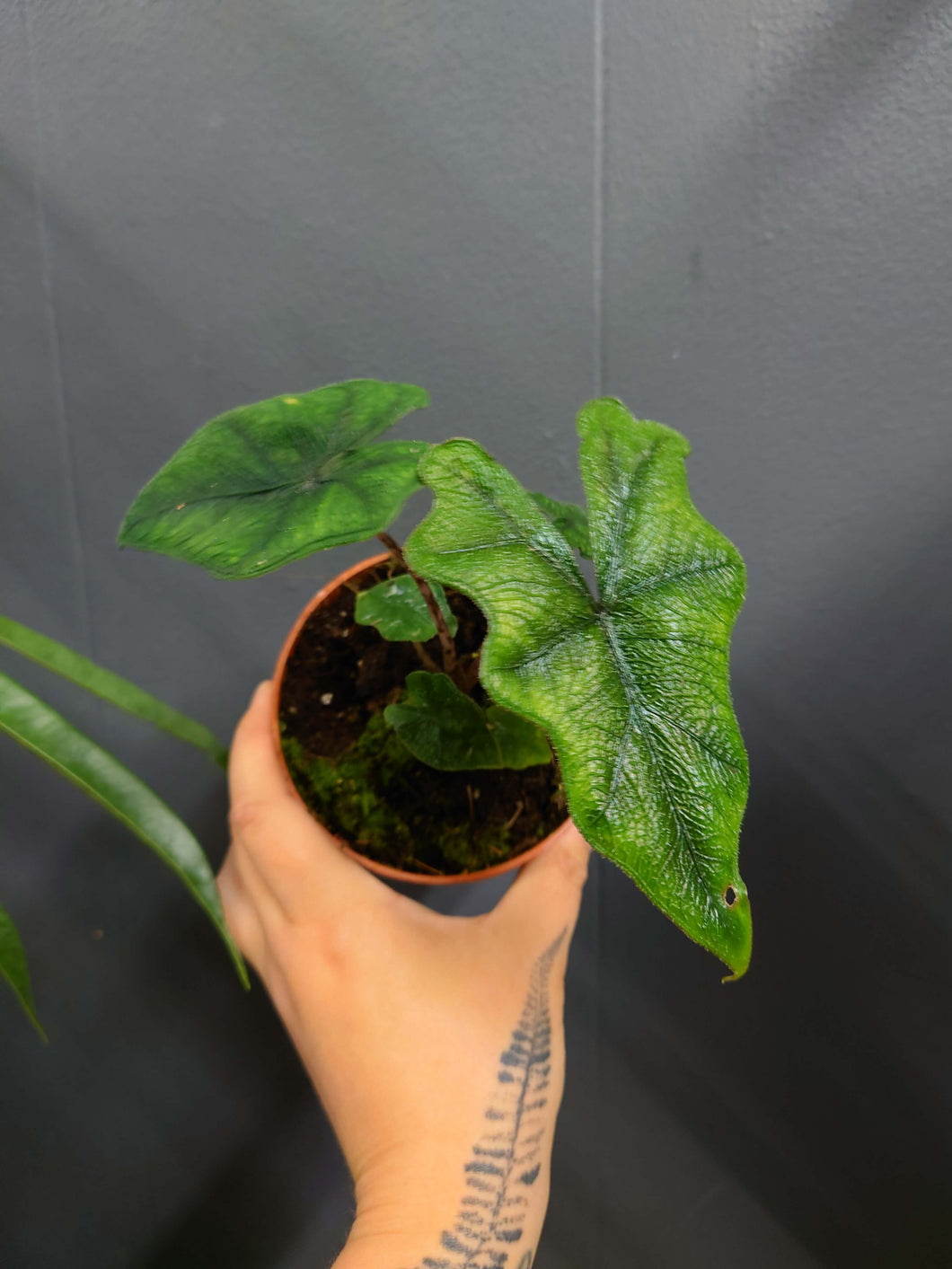 Alocasia sp. ‘Jacklyn’ Ø10.5cm 20cm