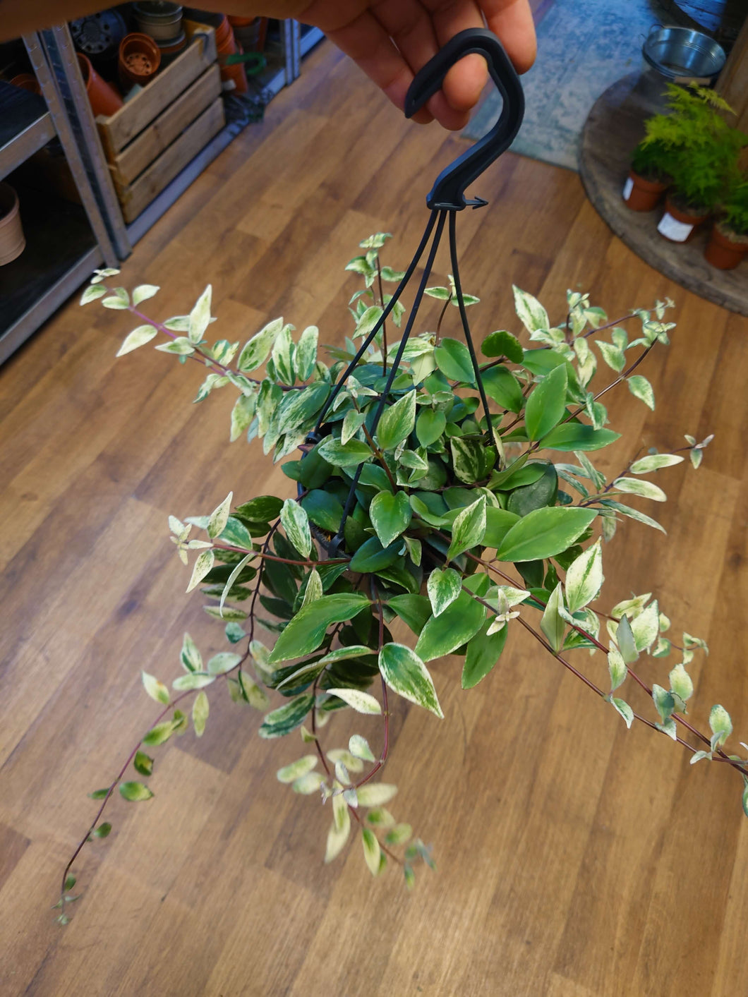 Aeschynanthus lobbianus variegated Ø15cm 30cm
