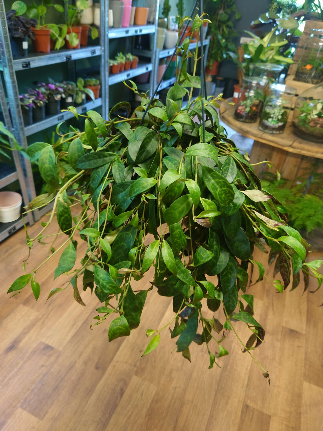 Aeschynanthus marmoratus -‘Zebra Basket Vine’ Ø19cm 50cm