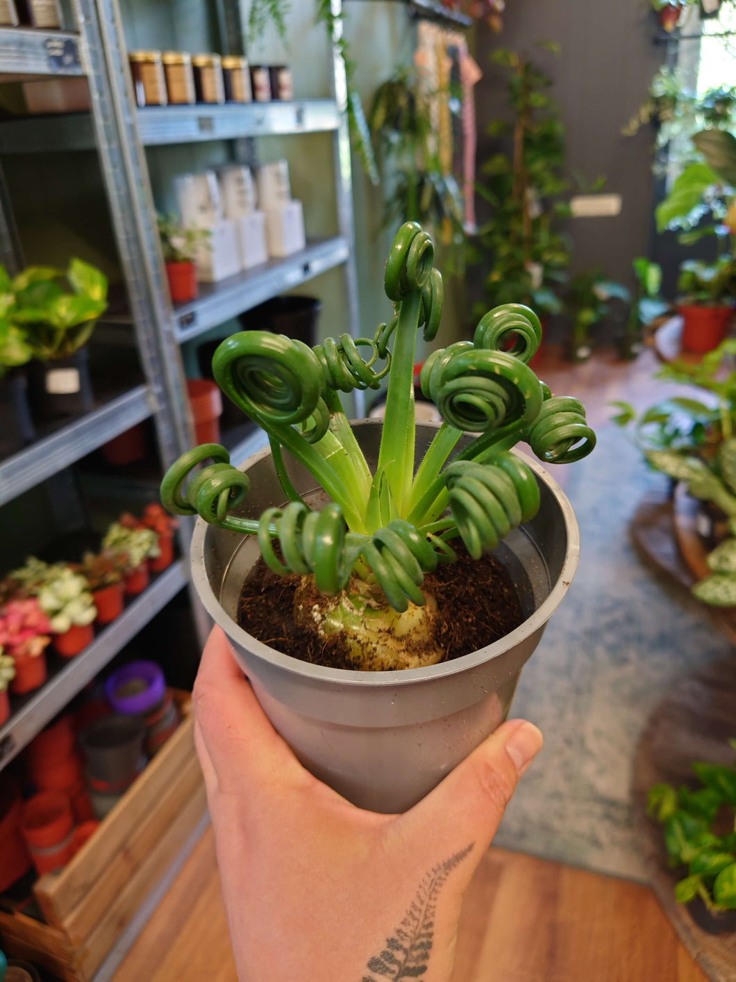 Albuca spiralis ‘Frizzle Sizzle’ Ø12cm 22cm