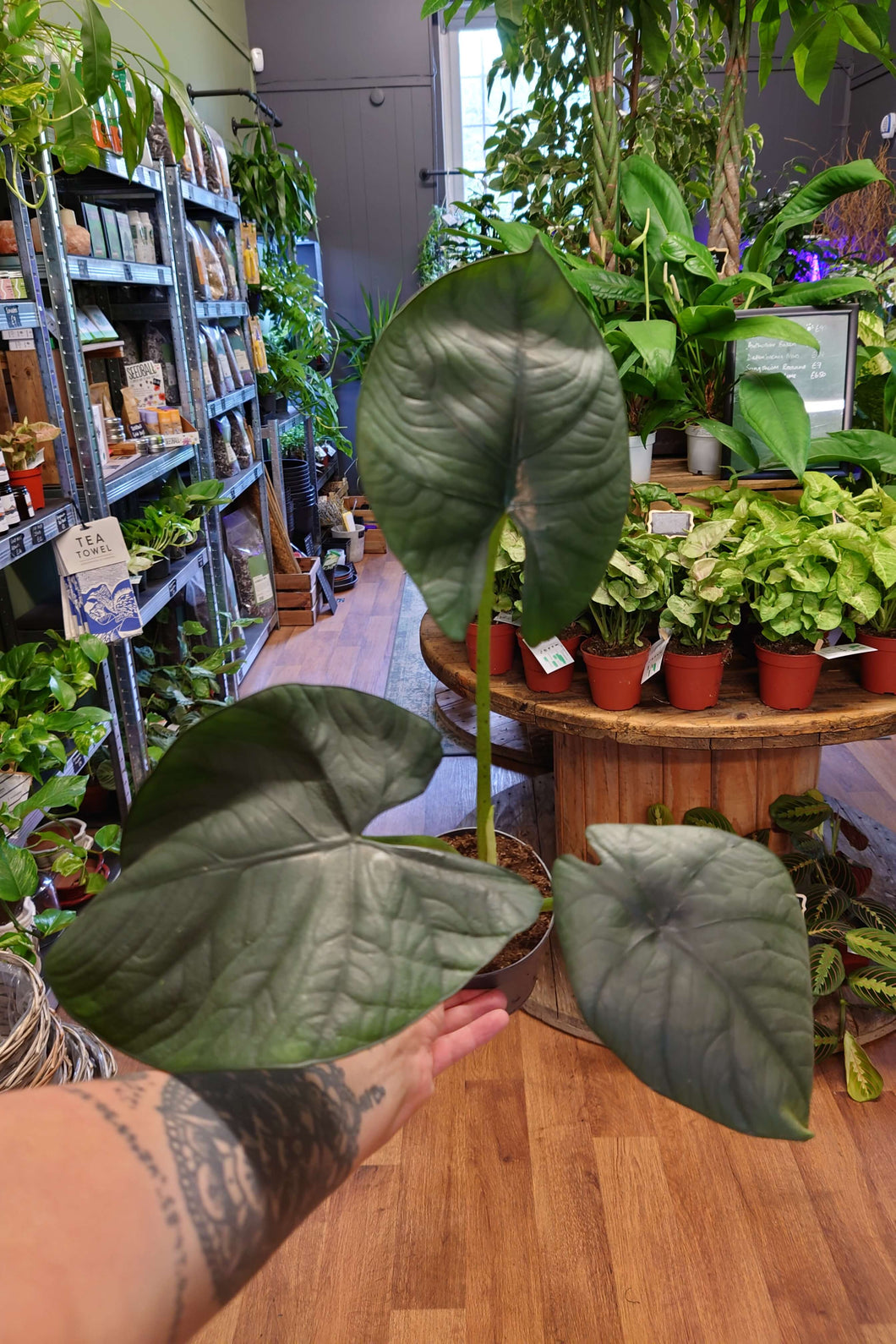 Alocasia Bisma Ø11cm 25cm