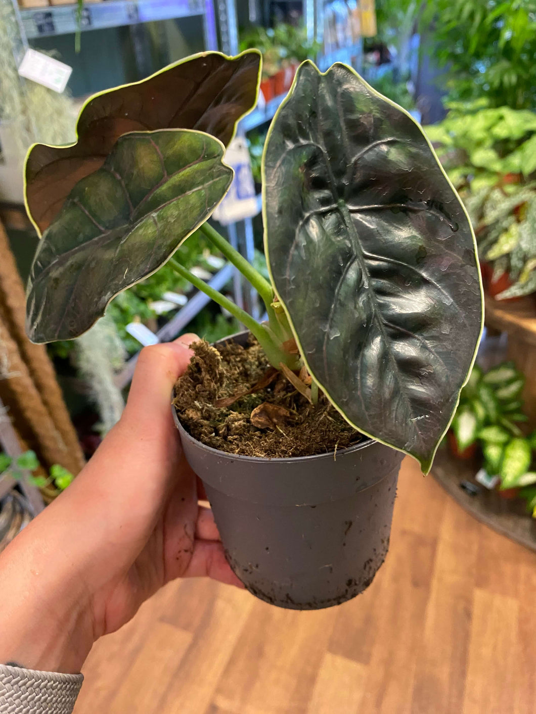 Alocasia Invisible Ink Ø11cm 25cm