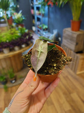 Load image into Gallery viewer, Alocasia polly variegated Ø10.5cm 15cm
