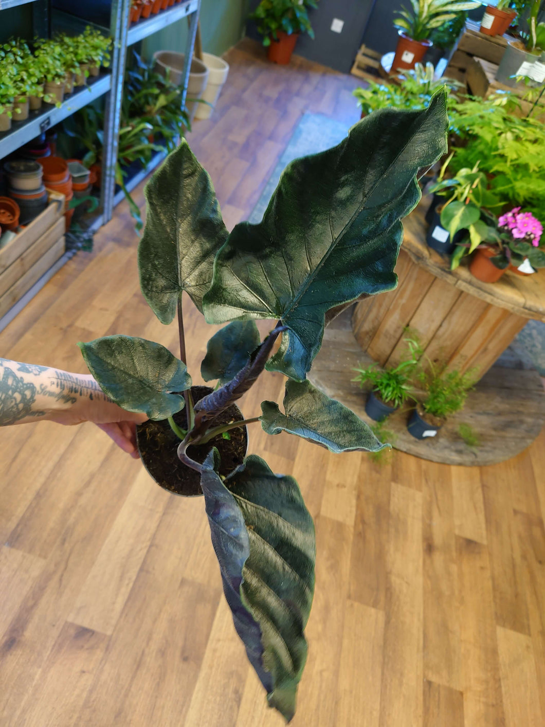 Alocasia chienlii ‘Antoro Velvet’  Ø14cm 40cm