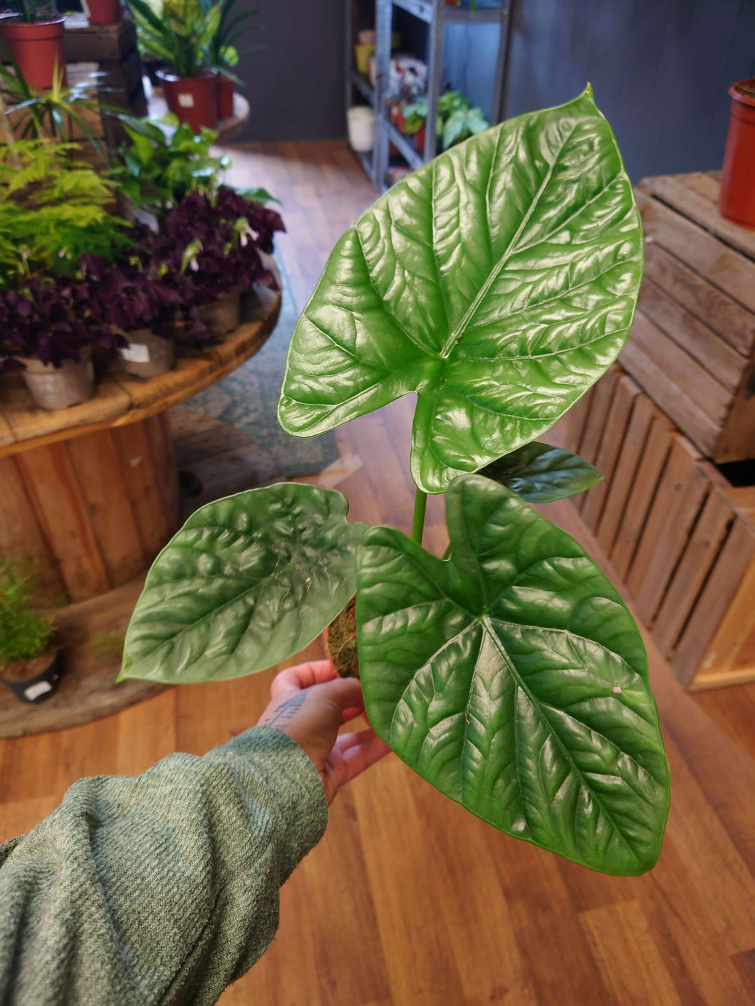 Alocasia ‘Lukiwan’ (Sinuata x alba) Ø12cm 40cm