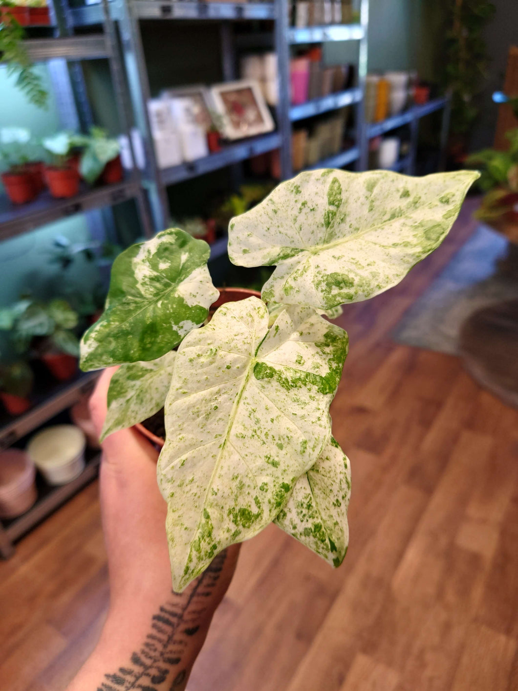 Alocasia macrorrhiza ‘Splash’ Ø10cm 15.5cm
