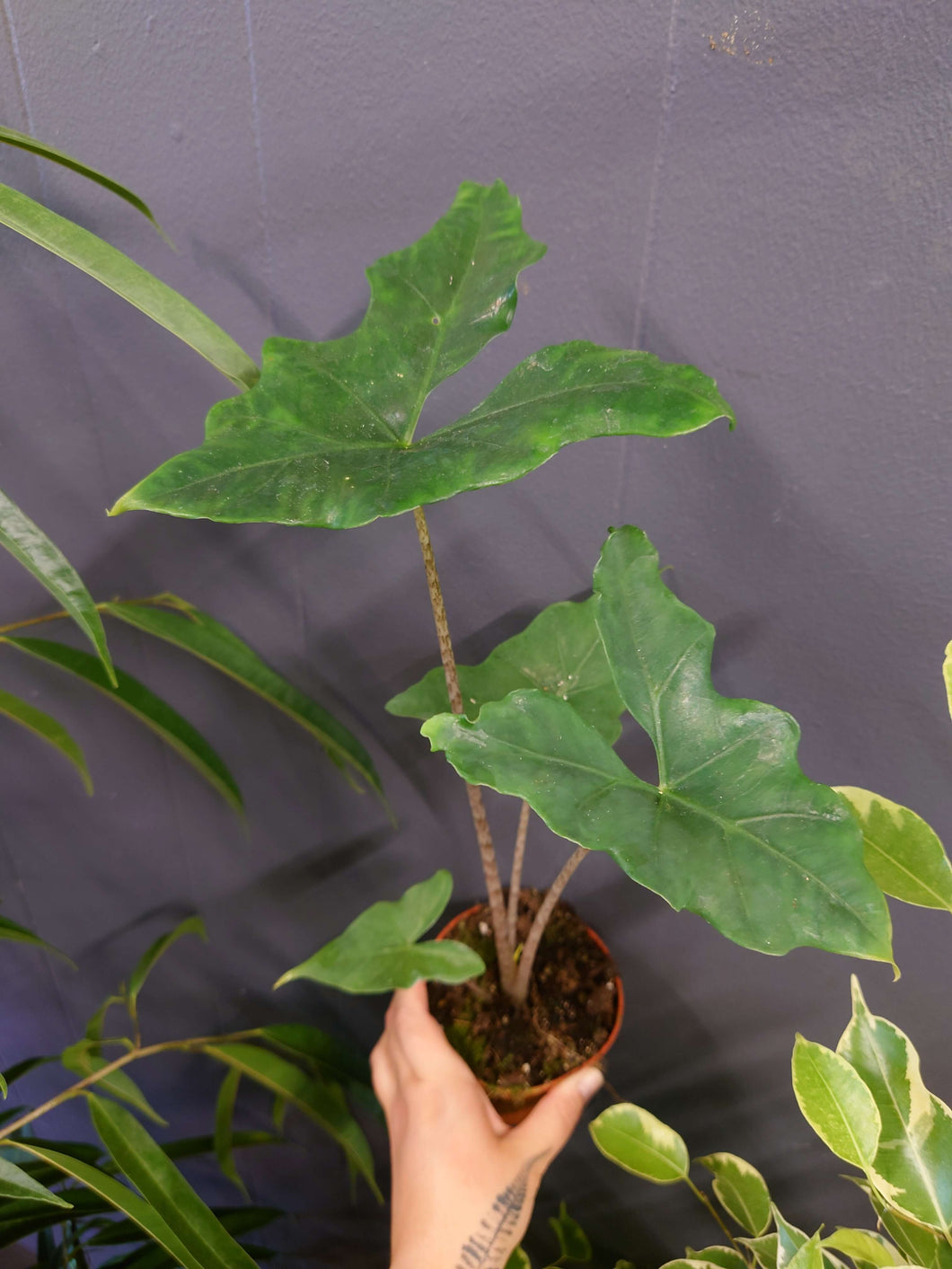 Alocasia nycteris ‘Batwing’ Ø10.5cm 15cm