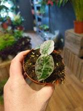 Load image into Gallery viewer, Alocasia polly variegated Ø10.5cm 15cm
