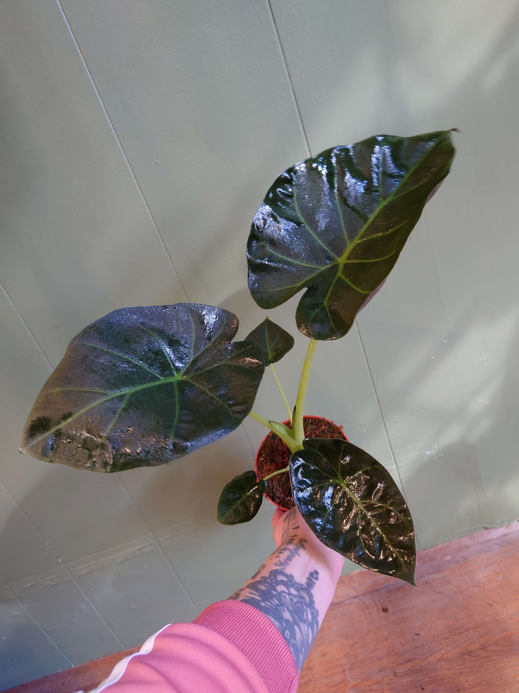 Alocasia (odora x reginula) ‘Regal Shields’ Ø12cm 35cm
