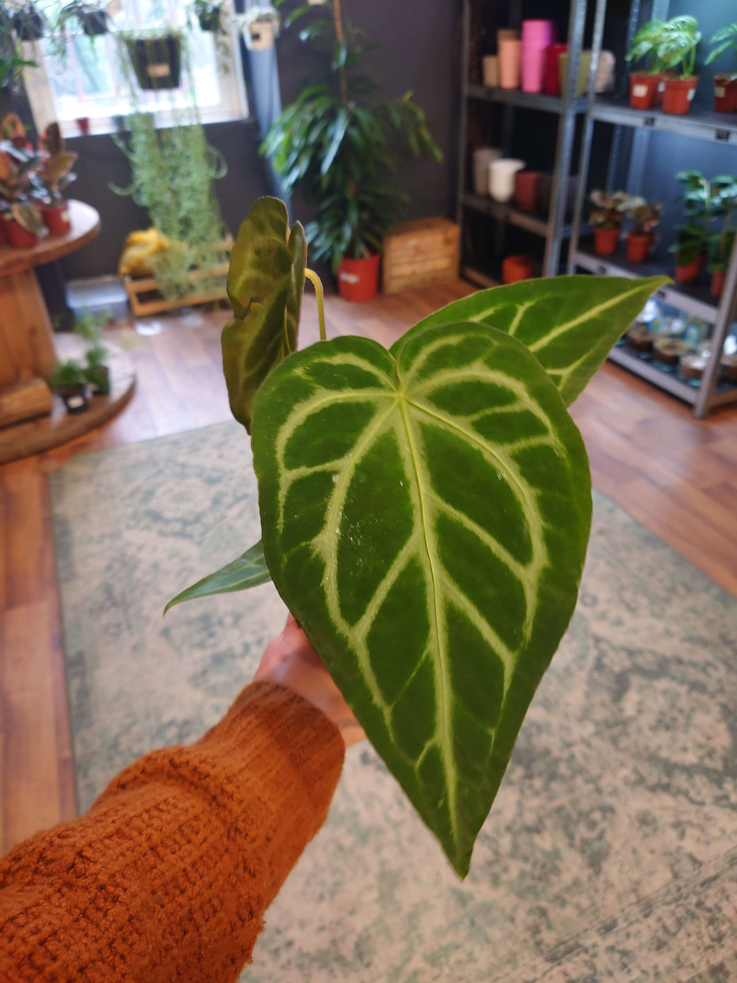 Anthurium magnificum Ø12cm 35cm