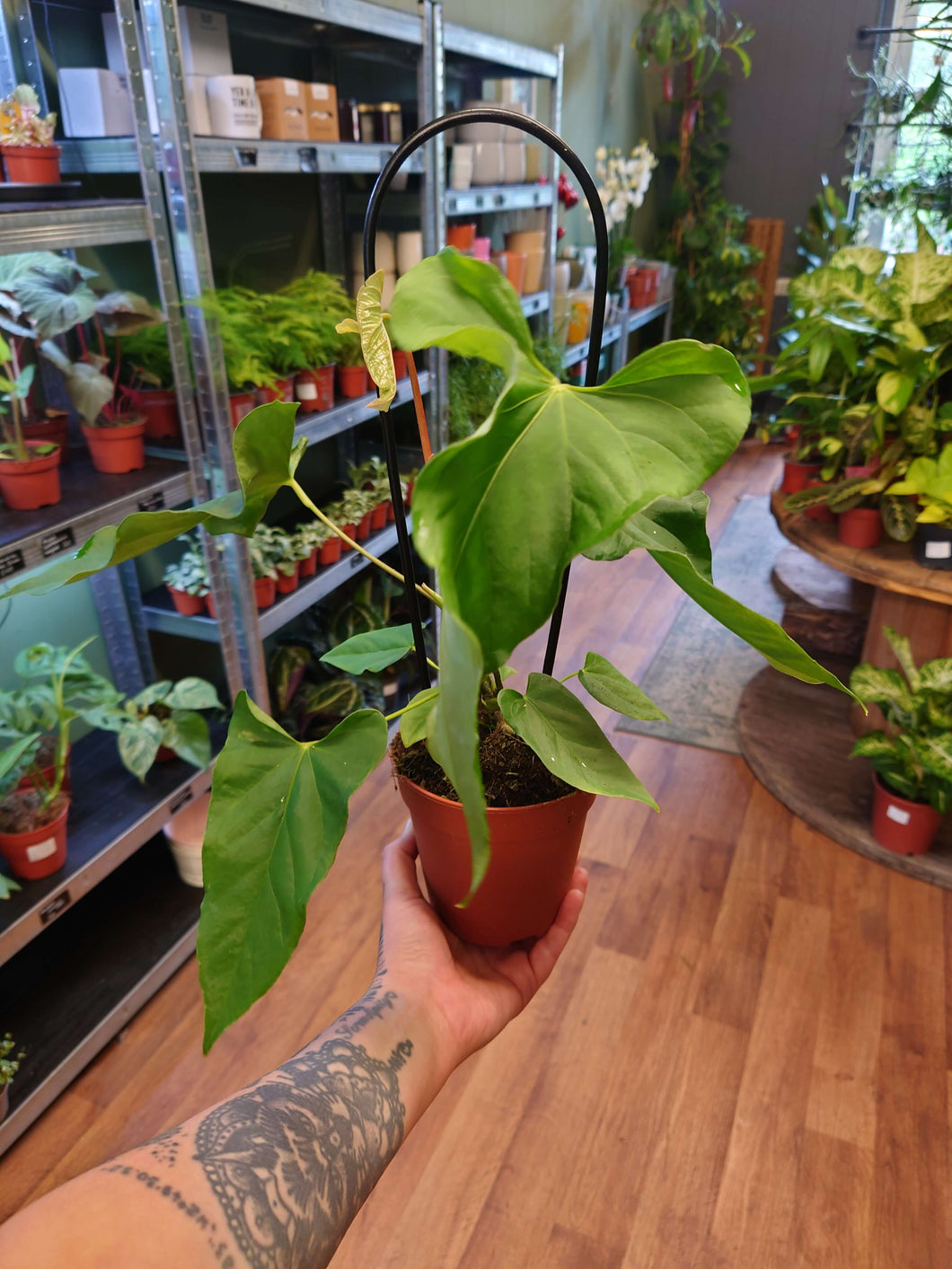 Anthurium balaoanum Ø12cm 25cm