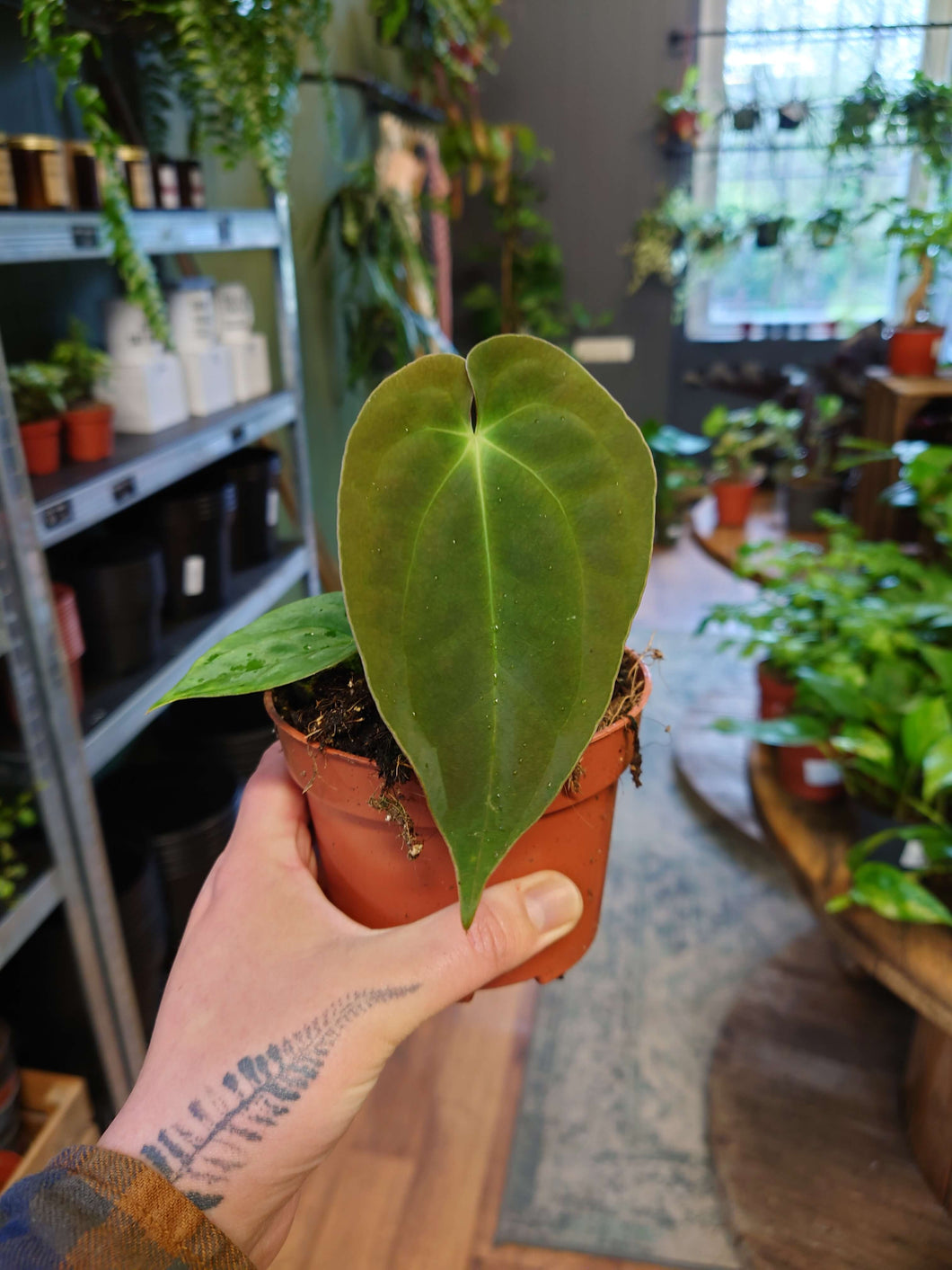 Anthurium papillilaminum Ø10.5cm 15cm