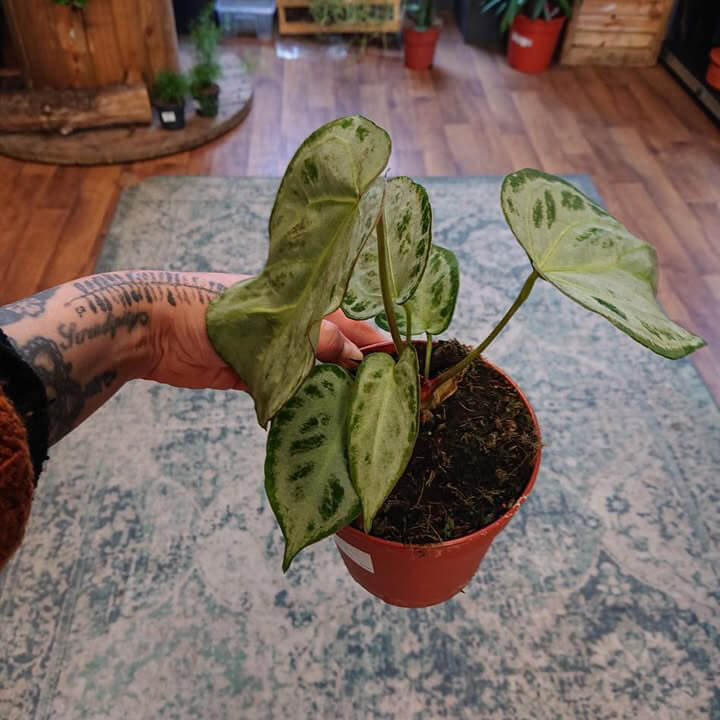 Anthurium ‘Silver Blush’ Ø12cm 20cm