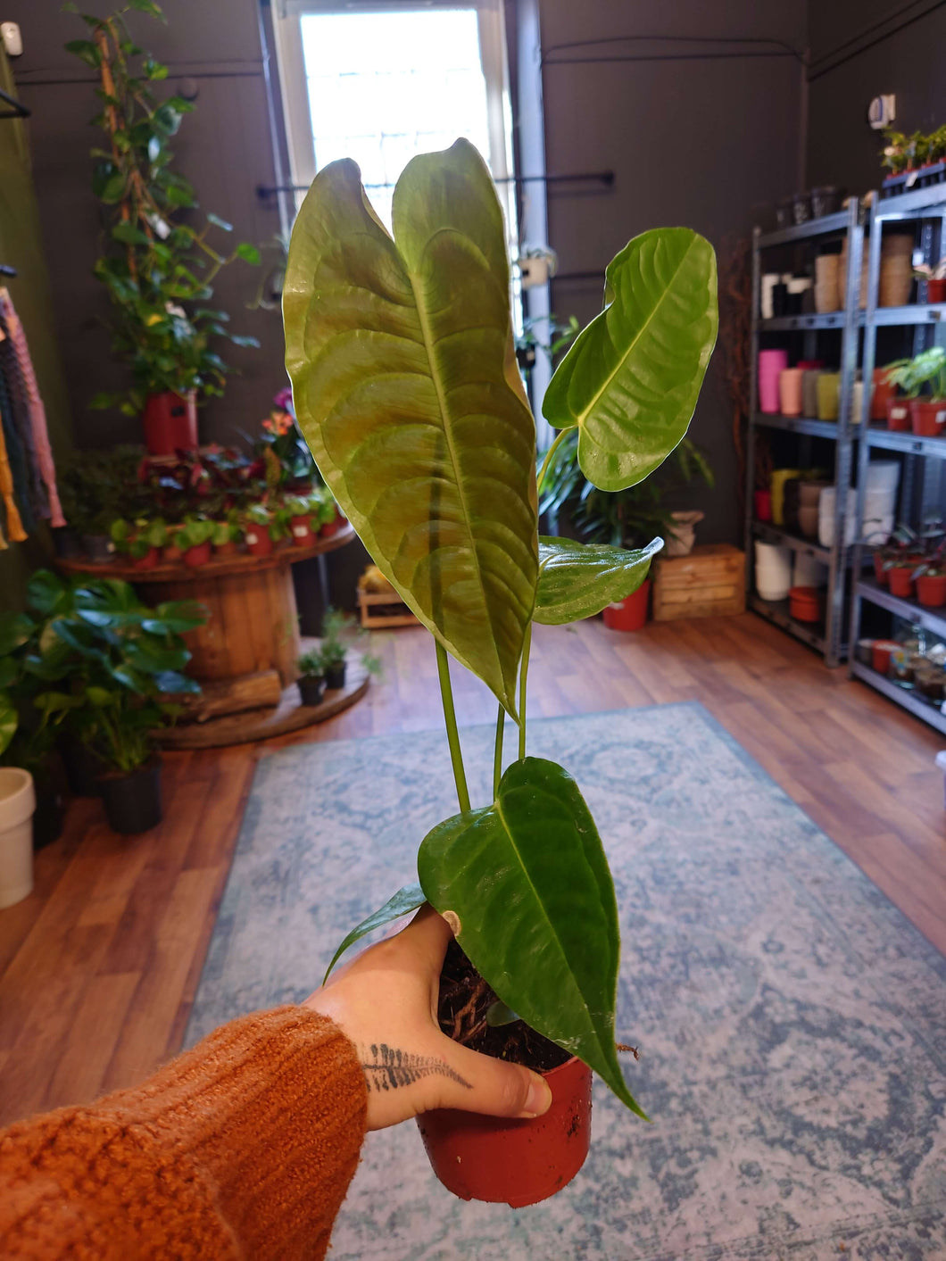 Anthurium veitchii Ø10.5cm 15cm