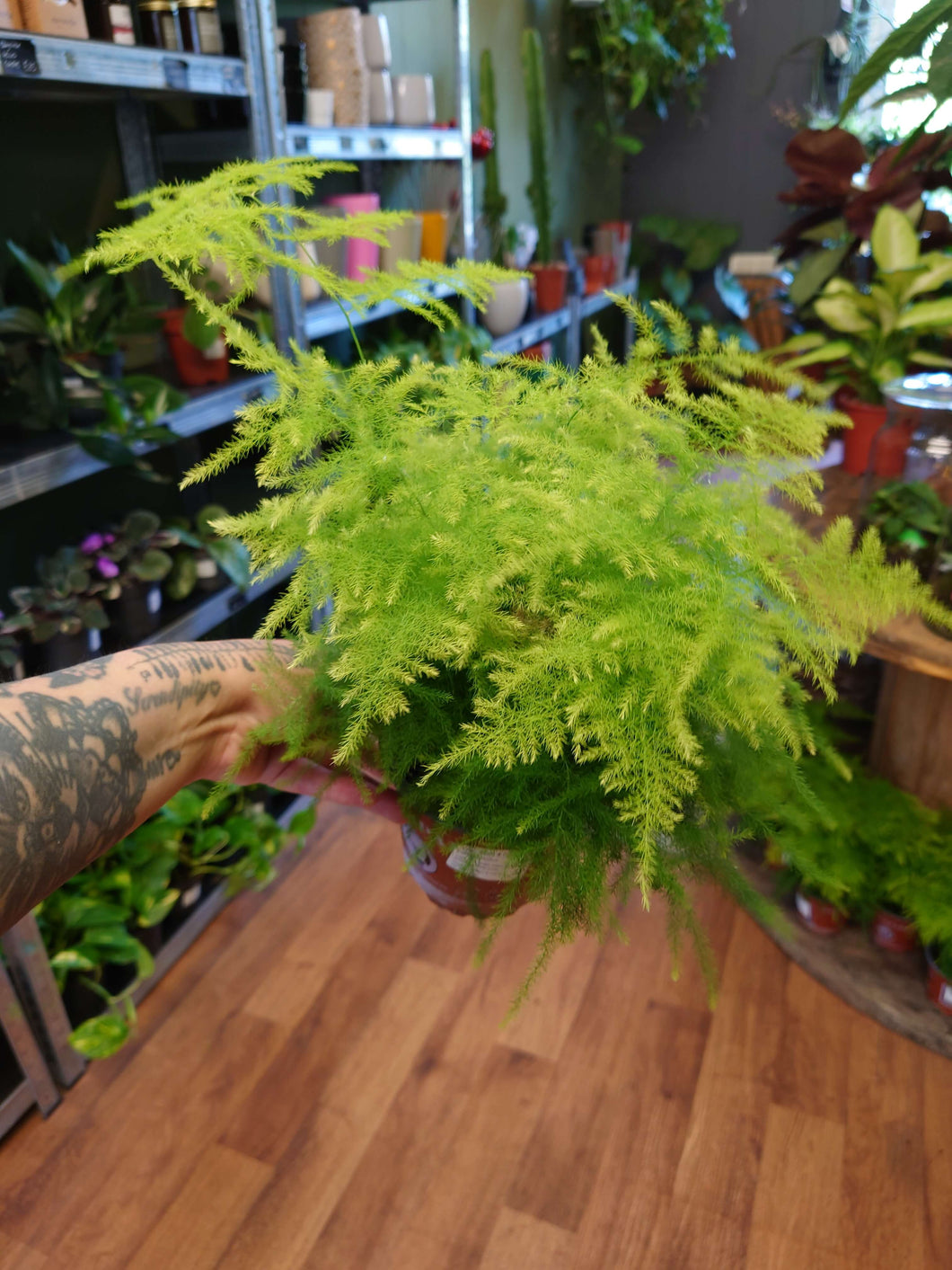 Asparagus setaceus - Asparagus Fern Ø12cm 30cm