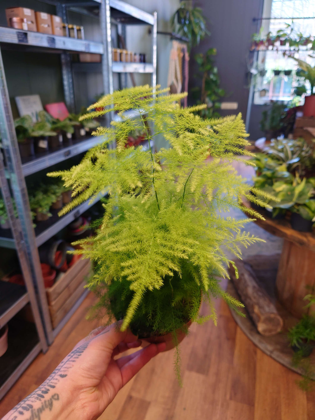 Asparagus setaceus - Asparagus Fern Ø12cm 40cm