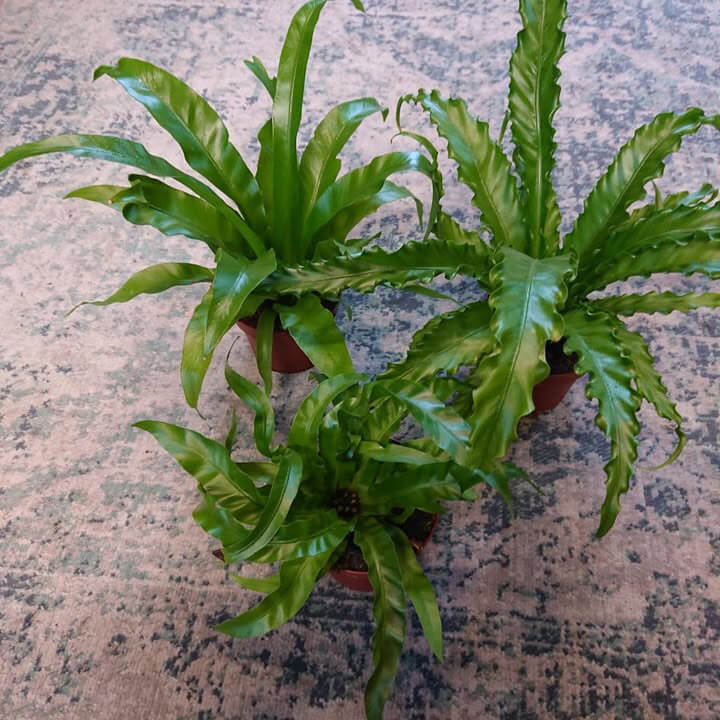 Asplenium mix Ø12cm 40Cm